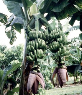 Musa 'Double', 'Mahoi'